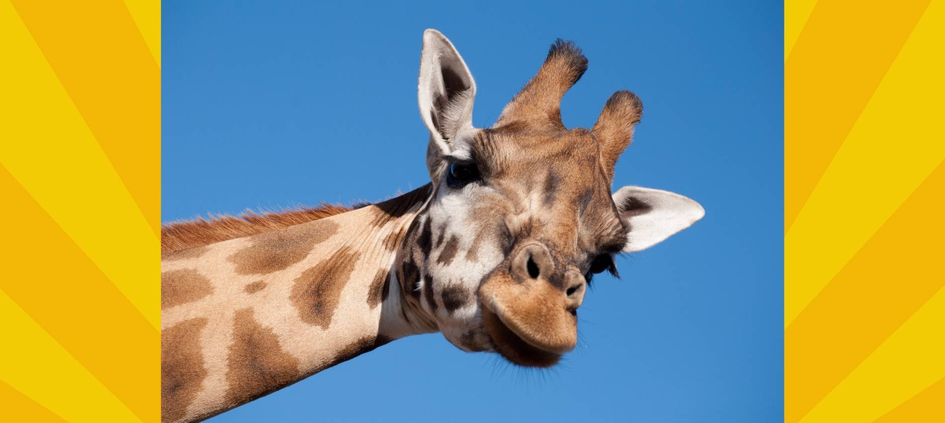 Giraffe vor blauem Himmel - Symbolbild für Tierschutz im Ukraine Krieg