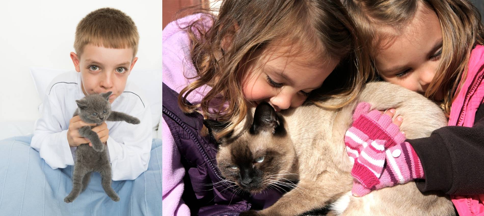 Weltkatzentag Ukrainischen Haustieren helfen - Spenden für Hunde und Katzen