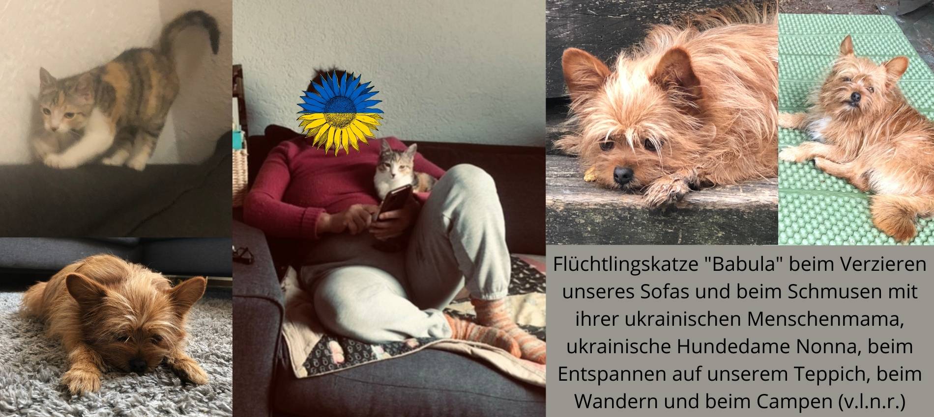 Geflüchtete Hunde und Katzen geben den ukrainischen Flüchtlingen Halt und Sicherheit