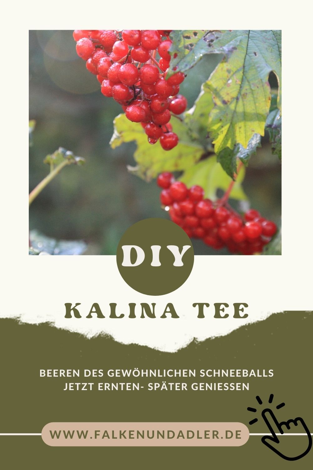 Kalina - Gewöhnlicher Schneeball mit Wildfrüchten Pinterest Bild