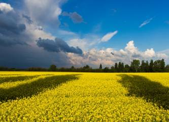 Landschaftsbild in den Farben der Ukraine Flagge