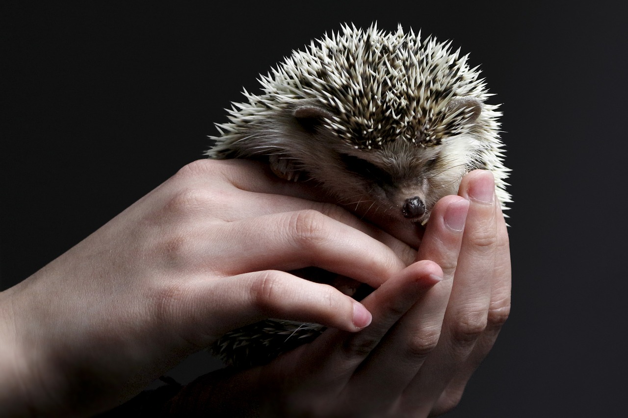 Igel auf der Hand - Ukrainische Haustiere