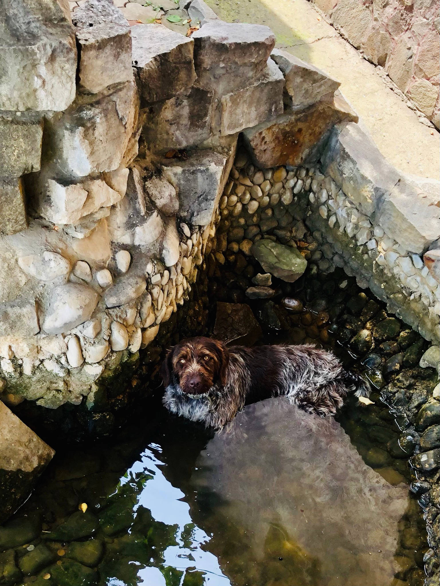 Weimaraner Jagdhund beim Baden in der Ukraine 