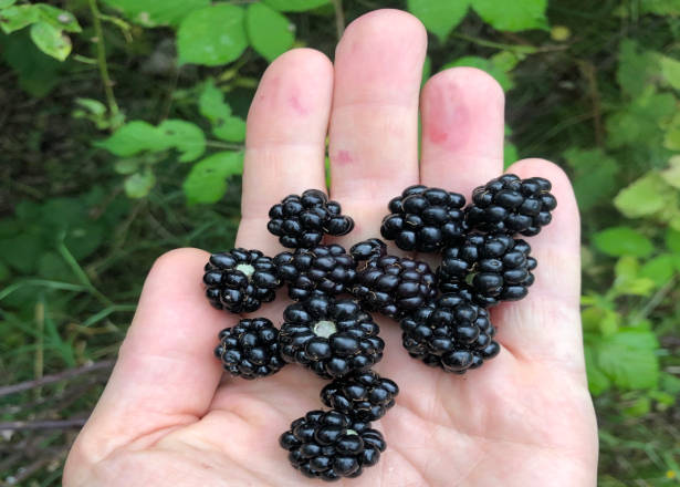 Brombeeren frisch gepflückt von der Hand in den Mund