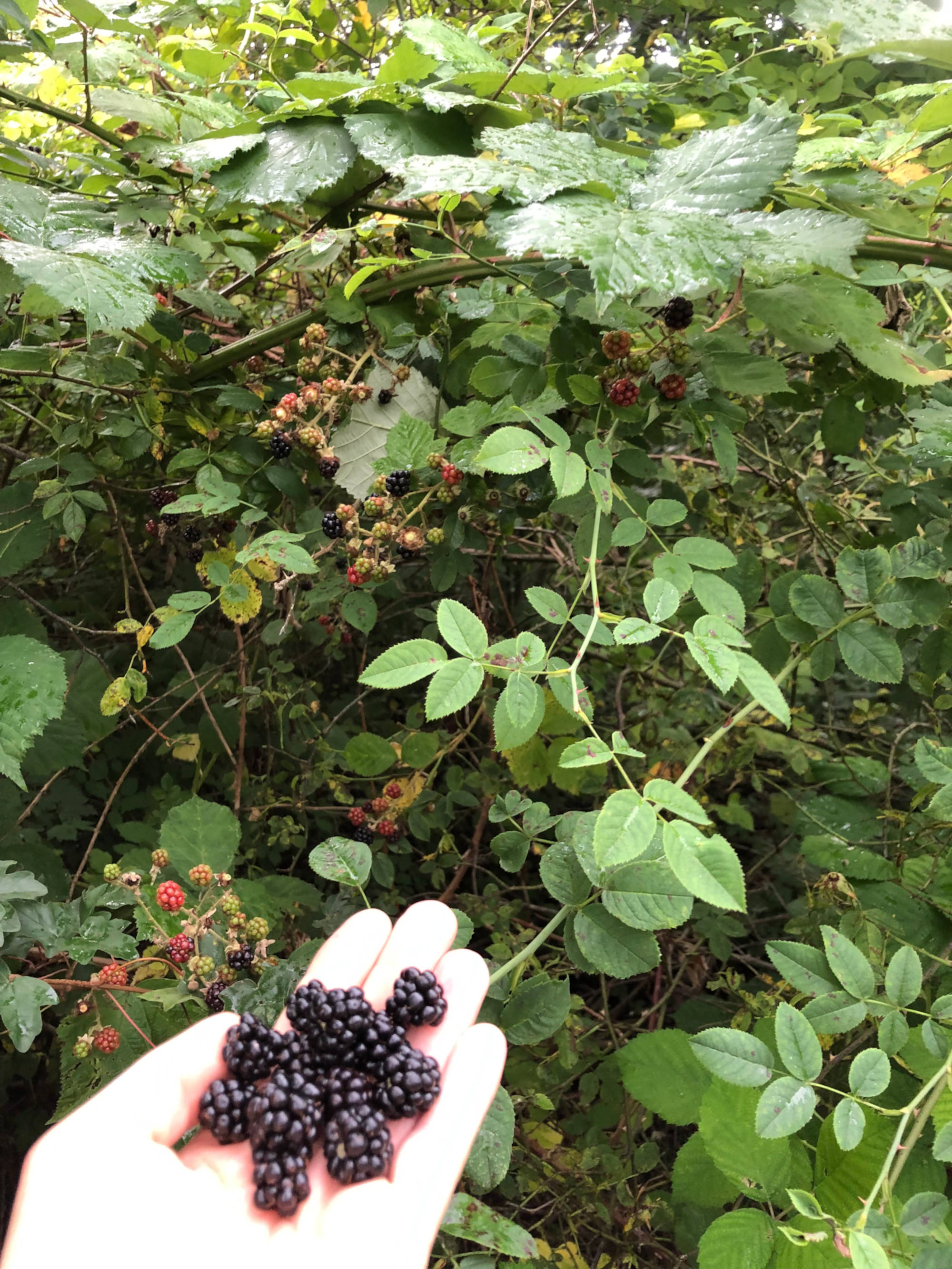 Brombeeren sammeln frisch vom Brombeer Strauch